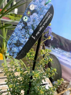 Ceanothus 'Puget Blue' 4L -Ketler Outdoors Shop ceanothus puget blue 4l label 99656.1662990759