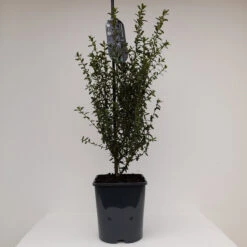 Ceanothus 'Concha' 4L -Ketler Outdoors Shop ceanothus concha 1 1 20877.1662990759