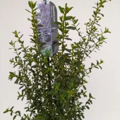 Ceanothus 'Concha' 4L -Ketler Outdoors Shop ceanothus concha 3 1 39663.1662990759