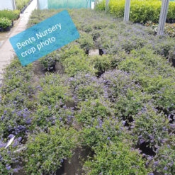Ceanothus Thy 'Repens' 5L -Ketler Outdoors Shop ceanothus repens crop photo ctr003 96115.1662992240