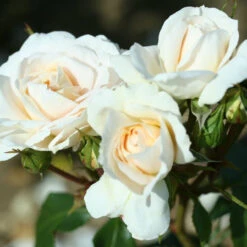 Gift Rose 'Champagne Moment' 5L