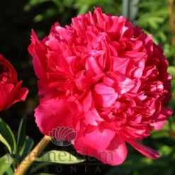 Paeonia Command Performance 4L/21cm