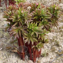 Paeonia Command Performance 4L/21cm -Ketler Outdoors Shop command performance f2 56476.1662993086