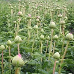 Paeonia Command Performance 4L/21cm -Ketler Outdoors Shop command performance f4 09815.1662993086