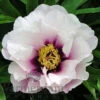 Paeonia Select Cora Louise 4L/21cm -Ketler Outdoors Shop cora louise f1 81191.1665133467