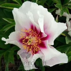 Paeonia Select Cora Louise 4L/21cm -Ketler Outdoors Shop cora louise f4 52177.1662993078