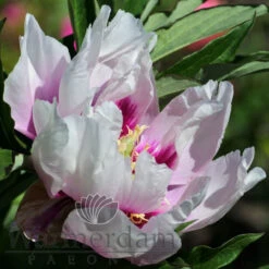 Paeonia Select Cora Louise 4L/21cm -Ketler Outdoors Shop cora louise f5 87466.1662993078