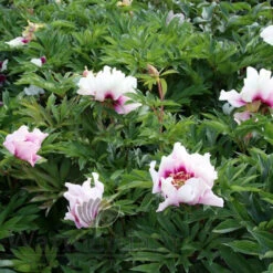 Paeonia Select Cora Louise 4L/21cm -Ketler Outdoors Shop cora louise f6 16514.1662993078