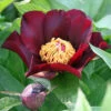 Paeonia Dark Eyes 4L/21cm -Ketler Outdoors Shop dark eyes f1 53160.1665133467