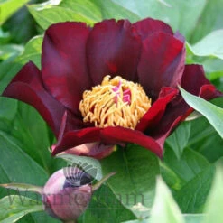 Paeonia Dark Eyes 4L/21cm