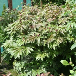 Paeonia Dark Eyes 4L/21cm -Ketler Outdoors Shop dark eyes f4 23676.1662993087