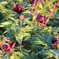 Paeonia Dark Eyes 4L/21cm -Ketler Outdoors Shop dark eyes f5 26838.1662993087