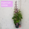 Delphinium Astolat -Ketler Outdoors Shop delphinium astolat 3ltr 22347.1665133457