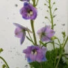 Delphinium Cameliard -Ketler Outdoors Shop delphinium cameliard close up 1 66374.1665133457
