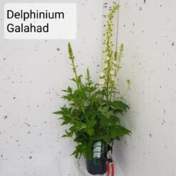 Delphinium Galahad -Ketler Outdoors Shop delphinium galahad 3ltr 88229.1662992279