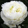 Paeonia Duchesse De Nemours 4L/21cm -Ketler Outdoors Shop duchesse de nemours f1 34560.1665133468