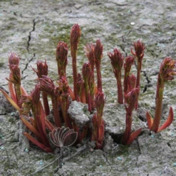 Paeonia Duchesse De Nemours 4L/21cm -Ketler Outdoors Shop duchesse de nemours f2 00931.1662993087