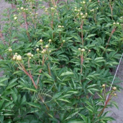 Paeonia Duchesse De Nemours 4L/21cm -Ketler Outdoors Shop duchesse de nemours f4 63035.1662993087