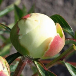 Paeonia Duchesse De Nemours 4L/21cm -Ketler Outdoors Shop duchesse de nemours f5 47785.1662993087