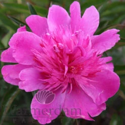 Paeonia Easy Lavender 4L/21cm