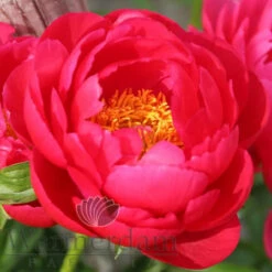 Paeonia Ellen Cowley 4L/21cm -Ketler Outdoors Shop ellen cowley f1 46878.1662993088
