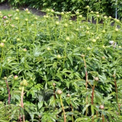 Paeonia Ellen Cowley 4L/21cm -Ketler Outdoors Shop ellen cowley f4 66959.1662993088