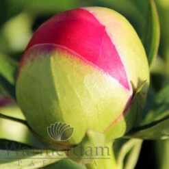 Paeonia Ellen Cowley 4L/21cm -Ketler Outdoors Shop ellen cowley f5 64410.1662993088