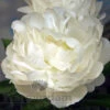 Paeonia Elsa Sass 4L/21cm -Ketler Outdoors Shop elsa sass f1 57236.1665133465