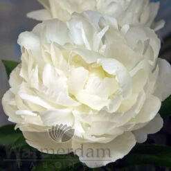 Paeonia Elsa Sass 4L/21cm