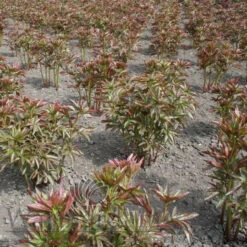 Paeonia Elsa Sass 4L/21cm -Ketler Outdoors Shop elsa sass f3 79365.1662993089