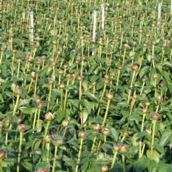 Paeonia Elsa Sass 4L/21cm -Ketler Outdoors Shop elsa sass f4 07030.1662993089