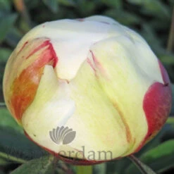 Paeonia Elsa Sass 4L/21cm -Ketler Outdoors Shop elsa sass f5 87769.1662993089