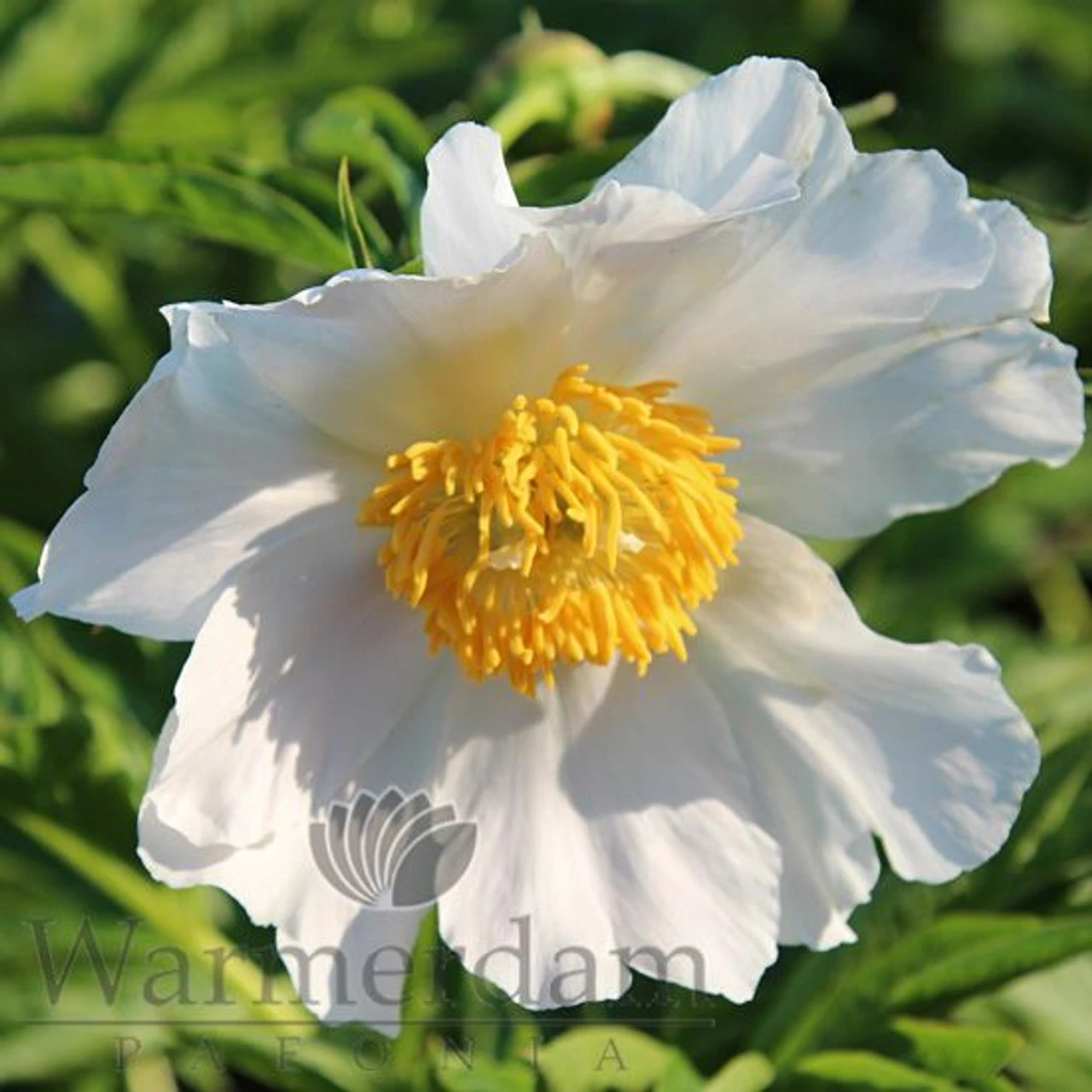 Paeonia Emodi (Cv) 4L/21cm 3 Paeonia Emodi (Cv) 4L/21cm