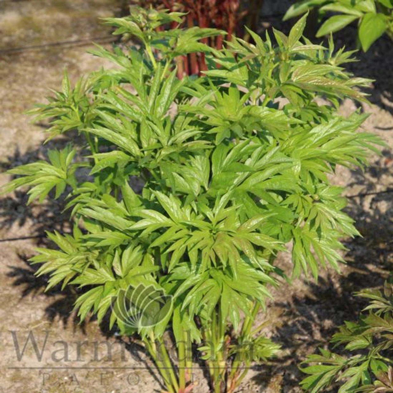 Paeonia Emodi (Cv) 4L/21cm 4 Paeonia Emodi (Cv) 4L/21cm - Image 2