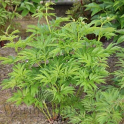 Paeonia Emodi (Cv) 4L/21cm 9 Paeonia Emodi (Cv) 4L/21cm -Ketler Outdoors Shop emodi cv. f3 50821.1662993089