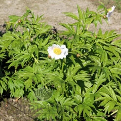 Paeonia Emodi (Cv) 4L/21cm 11 Paeonia Emodi (Cv) 4L/21cm -Ketler Outdoors Shop emodi cv. f5 57778.1662993090