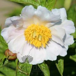 Paeonia Emodi (Cv) 4L/21cm 10 Paeonia Emodi (Cv) 4L/21cm -Ketler Outdoors Shop emodi cv. f6 32536.1662993090