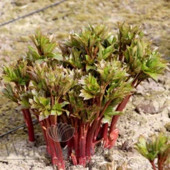 Paeonia Etched Salmon 4L/21cm -Ketler Outdoors Shop etched salmon f2 94293.1662993091