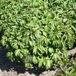 Paeonia Etched Salmon 4L/21cm -Ketler Outdoors Shop etched salmon f3 92185.1662993091