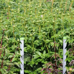 Paeonia Etched Salmon 4L/21cm -Ketler Outdoors Shop etched salmon f4 14539.1662993091