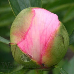 Paeonia Etched Salmon 4L/21cm -Ketler Outdoors Shop etched salmon f5 98179.1662993091