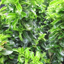 Euonymus Japonicus 'Green Rocket' 3L