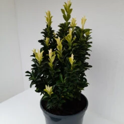 Euonymus Jap Paloma Blanca 3L -Ketler Outdoors Shop euonymus paloma blanca 2 3 29905.1662993377