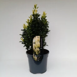 Euonymus Jap Paloma Blanca 3L -Ketler Outdoors Shop euonymus paloma blanca 4 3 87629.1662993378