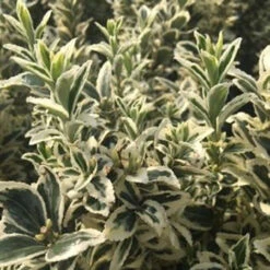 Euonymus Japonica 'White Spire' 1L