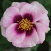 Bush Rose 'Eyes For You' 5L -Ketler Outdoors Shop eyes for you 54426.1678621521