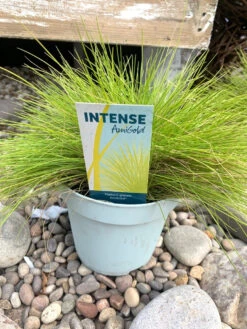 Festuca Glauca Gold Toupee 17c