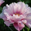 Paeonia First Arrival 4L/21cm -Ketler Outdoors Shop first arrival f1 14804.1665133467
