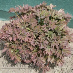 Paeonia First Arrival 4L/21cm -Ketler Outdoors Shop first arrival f3 15142.1662993091