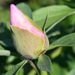 Paeonia First Arrival 4L/21cm -Ketler Outdoors Shop first arrival f5 10976.1662993092